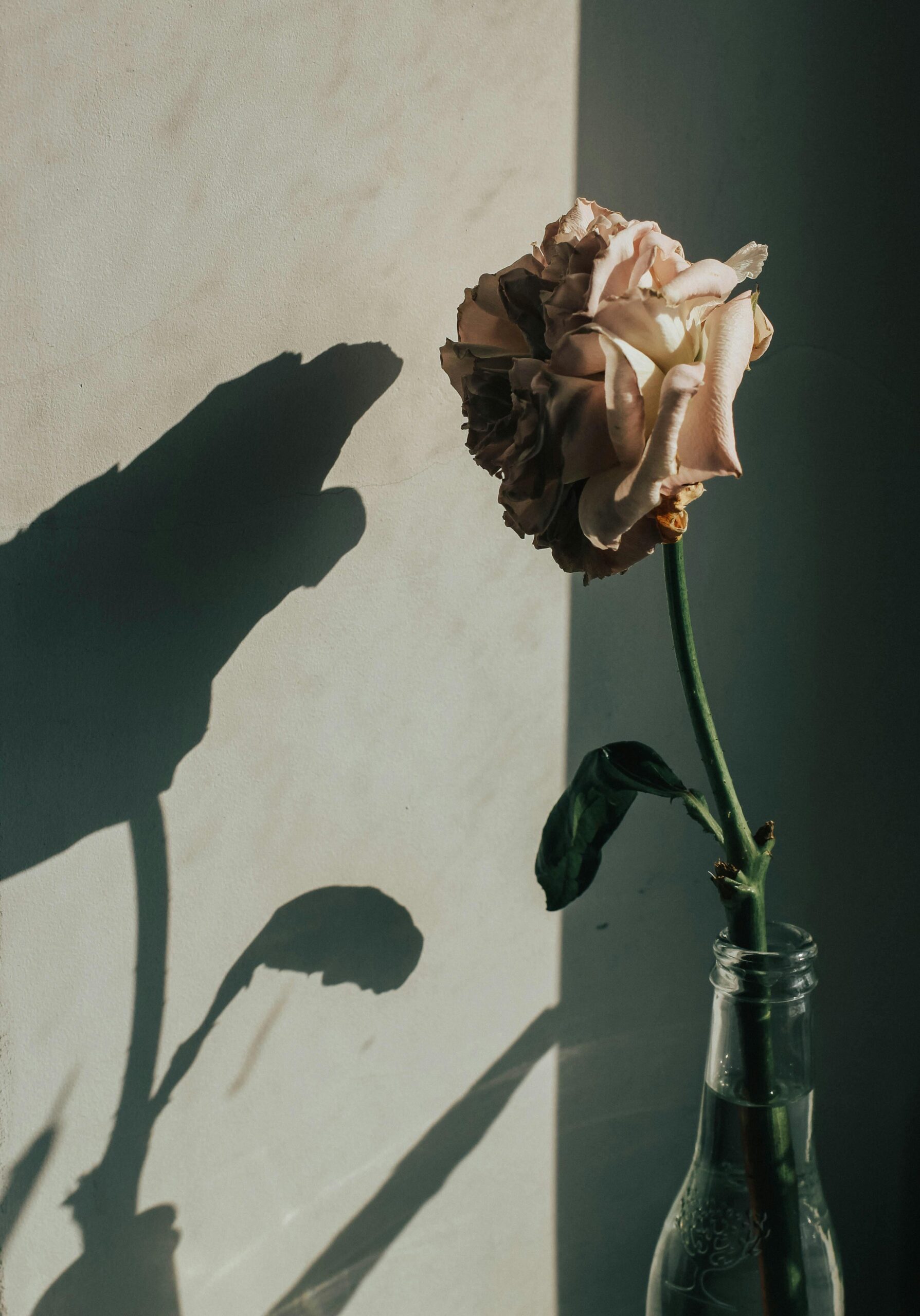 Let Summer Come Around by The War of The Flowers
